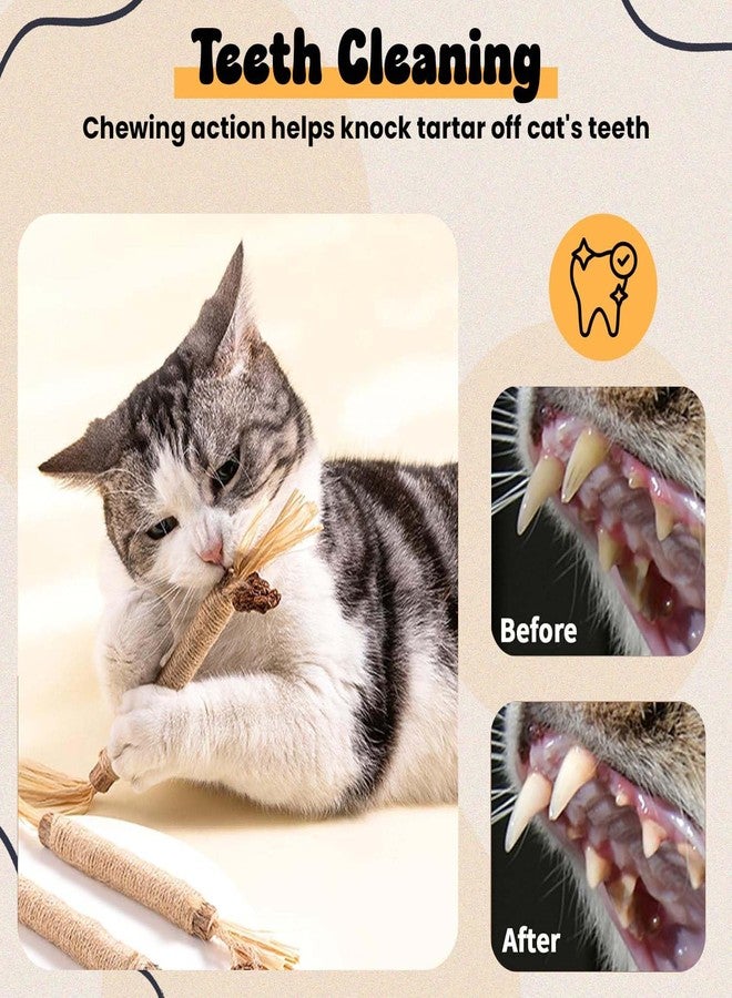 Homeaura Silvervine Cat Toy - 1 Pack, Natural Matatabi Sticks for Indoor Cats, Kitten Chew Toys, Aggressive Chewers, Dental Toy for Kitten Teeth Cleaning - Image 5